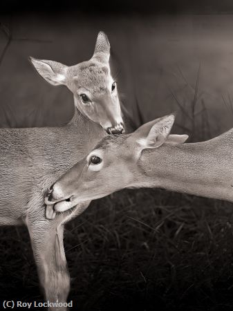 Missing Image: i_0063.jpg - Maternal Affection