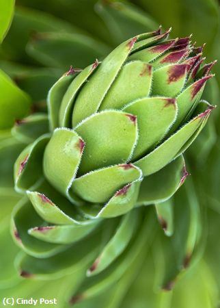 Missing Image: i_0005.jpg - Garden succulent