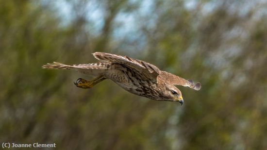 Missing Image: i_0010.jpg - Red-Shouldered-Hawk