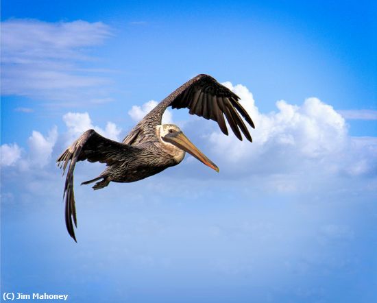 Missing Image: i_0013.jpg - Pelican in Flight