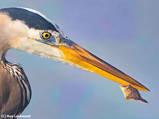 Missing Image: i_0014.jpg - Eye to Eye