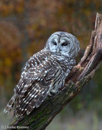 Missing Image: i_0015.jpg - Barred Owl Resting