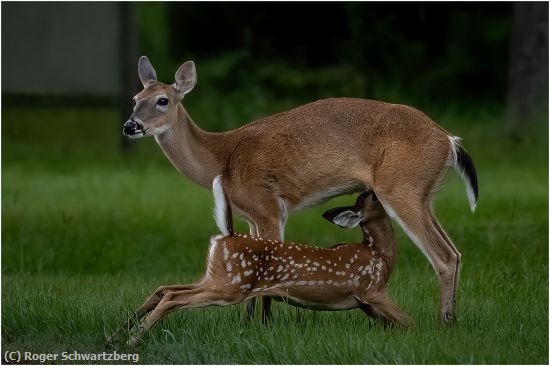 Missing Image: i_0016.jpg - Breakfast in the Park