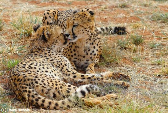 Missing Image: i_0018.jpg - Kinship