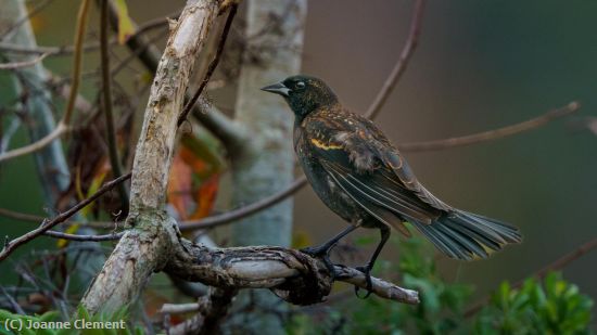 Missing Image: i_0021.jpg - European-starling-1