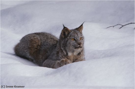 Missing Image: i_0022.jpg - Quiet Vigilance - Canada Lynx