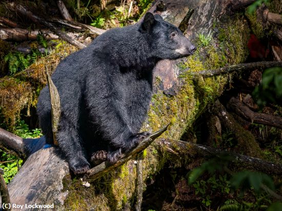 Missing Image: i_0031.jpg - Perched Bear