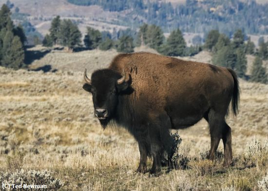 Missing Image: i_0034.jpg - bison
