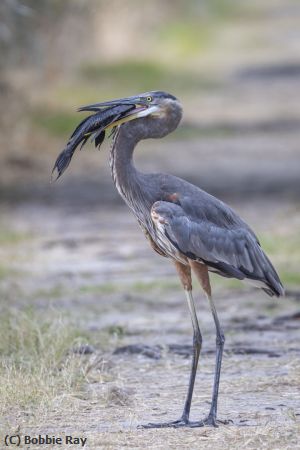 Missing Image: i_0035.jpg - Good Catch