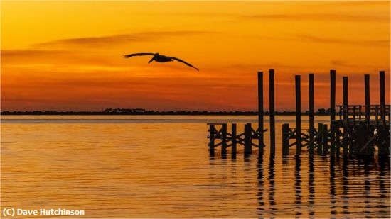 Missing Image: i_0042.jpg - Pelican in an orange sky-