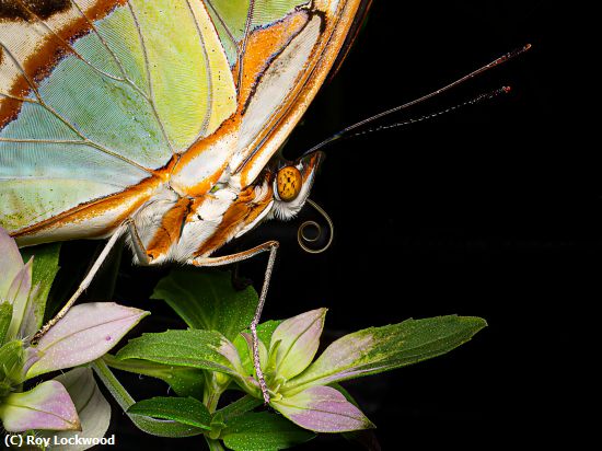 Missing Image: i_0046.jpg - Eye of the Butterfly