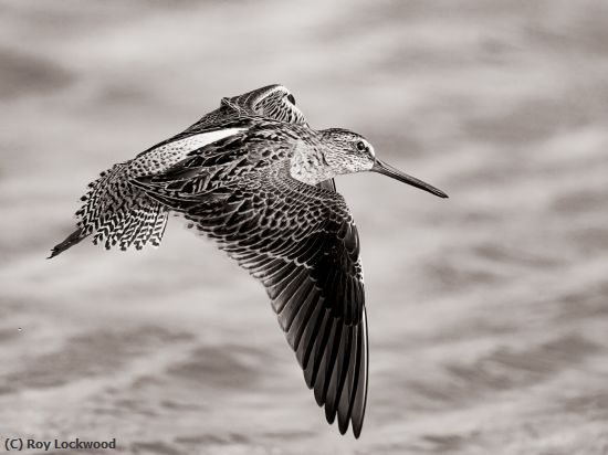 Missing Image: i_0057.jpg - Dowitcher