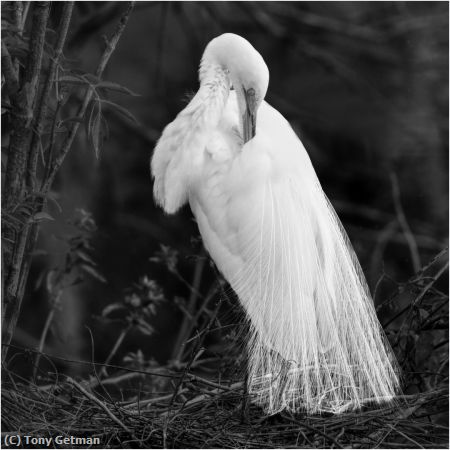 Missing Image: i_0060.jpg - Preening Egret