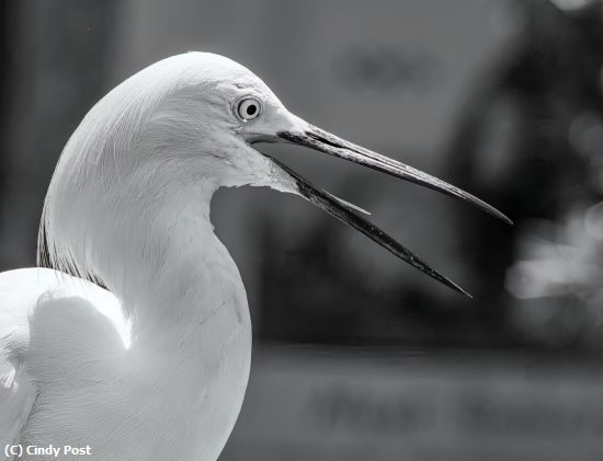 Missing Image: i_0071.jpg - Egret BW