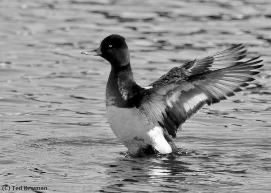 Missing Image: i_0076.jpg - ready-for-takeoff