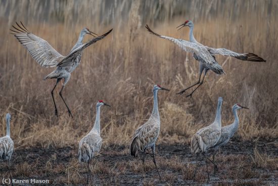 Missing Image: i_0018.jpg - Bets Are On