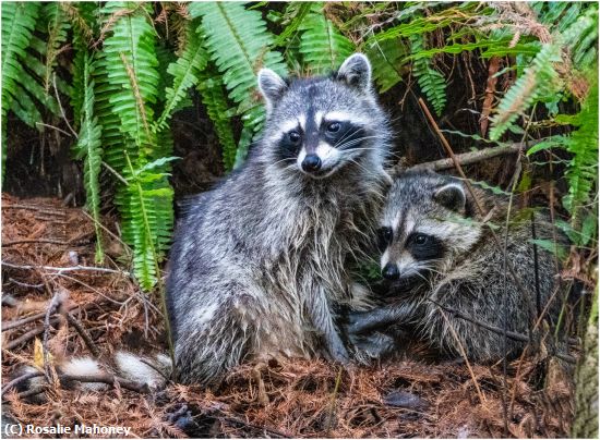 Missing Image: i_0025.jpg - Raccoon Siblings