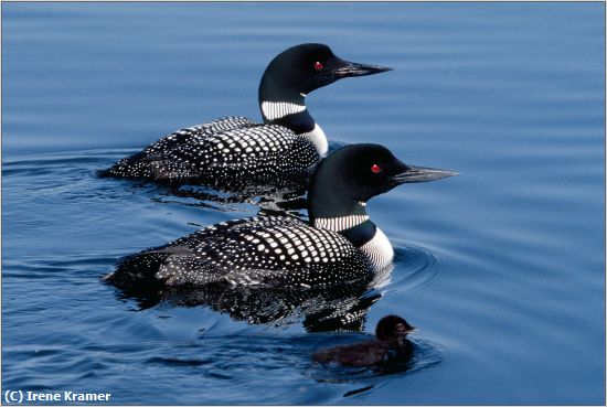 Missing Image: i_0027.jpg - - and Baby Makes Three - Common Loon