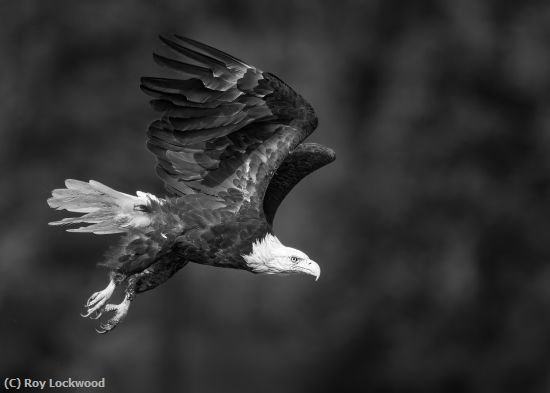 Missing Image: i_0049.jpg - Eyes Focused