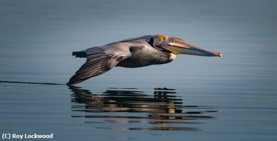 Missing Image: i_0002.jpg - Wing Tip Skimming