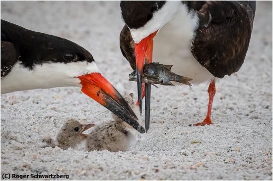 Missing Image: i_0004.jpg - Feeding the Kids