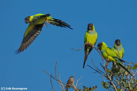 Missing Image: i_0014.jpg - See-you-later-Nanday-Parakeet