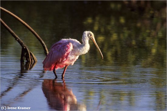 Missing Image: i_0015.jpg - Bathing Beauty - Roseate Spoonbill