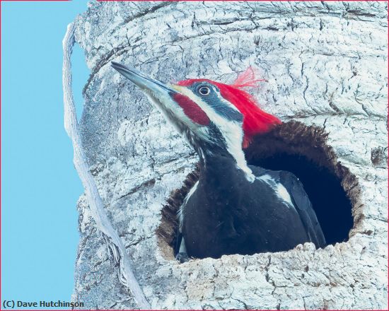 Missing Image: i_0018.jpg - Pileateed Woodpecker in Palm Hideaway