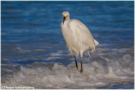 Missing Image: i_0021.jpg - Elegance in the Waves