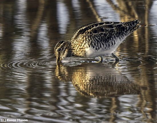 Missing Image: i_0031.jpg - Evening Drink