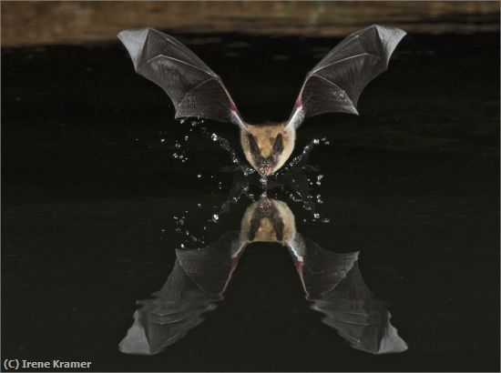 Missing Image: i_0034.jpg - Pallid Bat At Desert Pond