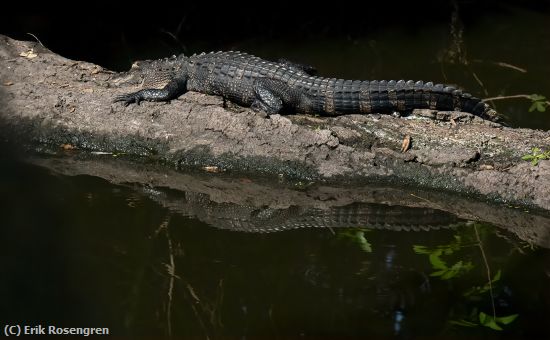 Missing Image: i_0036.jpg - Aint-life-grand-Am-Alligator