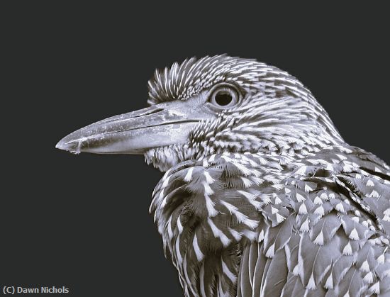 Missing Image: i_0040.jpg - Immature Night Heron