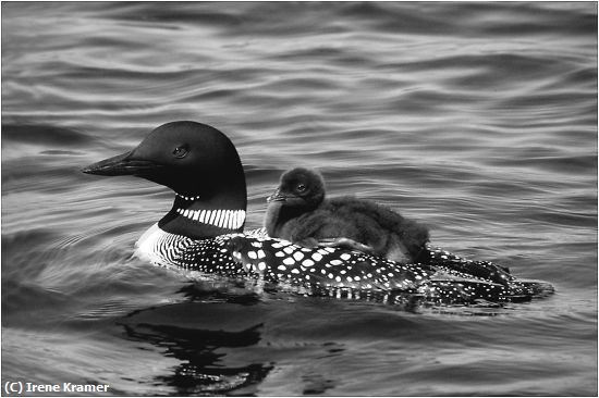 Missing Image: i_0048.jpg - Gentle Ride - Common Loon