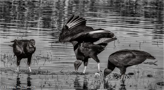 Missing Image: i_0056.jpg - Black Vulture Scavengers-
