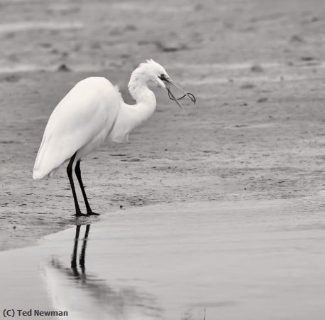 Missing Image: i_0060.jpg - lunch trying to escape