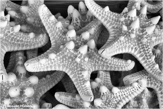 Missing Image: i_0061.jpg - Starfish