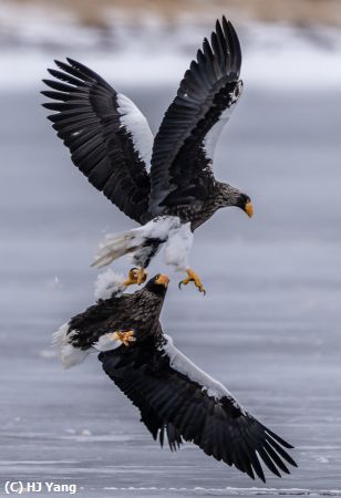 Missing Image: i_0010.jpg - Sea eagles in Japan