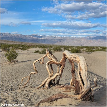 Missing Image: i_0012.jpg - Deadwood Dunes