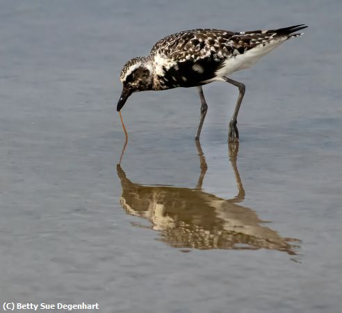 Missing Image: i_0013.jpg - Black-Bellied-Plover-Snack