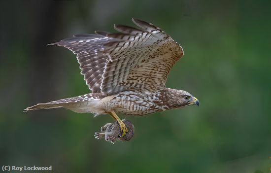 Missing Image: i_0017.jpg - Bad Bunny Day