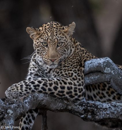 Missing Image: i_0024.jpg - Leopard in Botswana