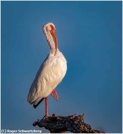 Missing Image: i_0026.jpg - Balancing Act