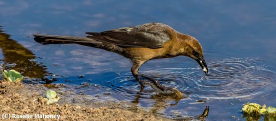 Missing Image: i_0028.jpg - Boat tailed Crackle