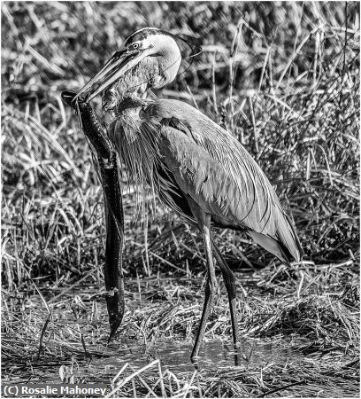 Missing Image: i_0053.jpg - A Big Catch