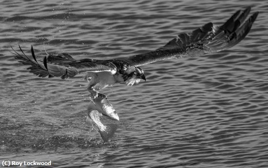 Missing Image: i_0064.jpg - Catch of the Day