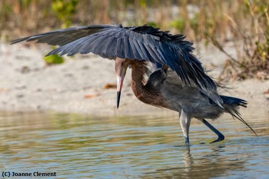 Missing Image: i_0001.jpg - REddish Egret