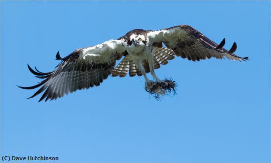 Missing Image: i_0015.jpg - Incoming Osprey