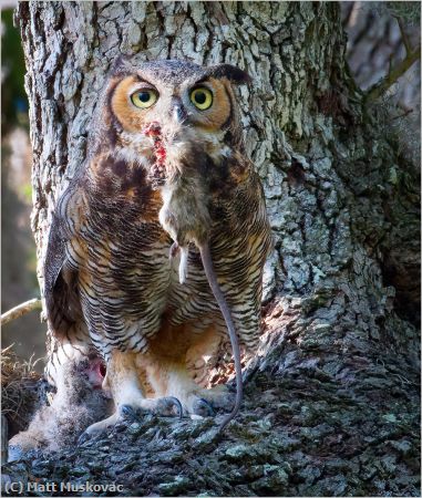 Missing Image: i_0026.jpg - Great Horned Owl with Rat