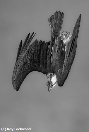 Missing Image: i_0051.jpg - Eye on the Prey